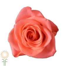 With so many types of flowers to pick from, where does one even begin? Peach Salmon Wow Roses L Wholesale Flowers Diy Wedding Flowers