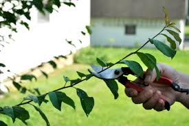 Jul 16, 2005 · the aim of pruning fruit trees in the home garden is to assist the tree to produce reliable quality crops, with good size fruit on a manageable size tree. Can I Prune Apricot Tree In Summer