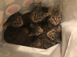 bei kalte ausgesetzt funf junge katzen in sackerl auf strasse in wien abgestellt vienna online