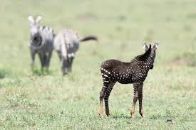 Image result for zebra