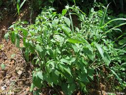 Image result for Solanum richardii