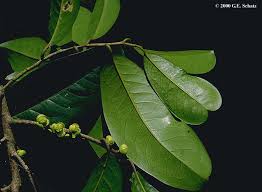 Image result for Putranjivaceae