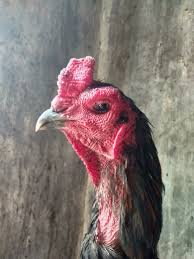 Ayam goreng lover's, pada kesempatan kali ini saya akan membagikan 10 resep ayam goreng bumbu a la royco yang selamat mencoba dan berkreasi sendiri dengan 10 resep ayam goreng bumbu a la royco enak praktis. Ayam Baka Besar Farm Home Facebook