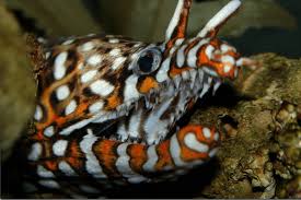Pin On Unique And Amazing Ocean Life