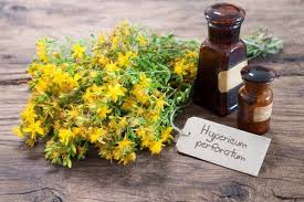 L'iperico è una pianta officinale dalle antiche proprietà magiche, cosmetiche e fitoterapiche. Iperico Proprieta Usi E Controindicazioni Della Pianta Che Cura La Depressione