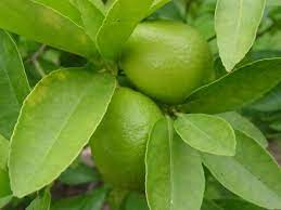 Lime fruit belong to the family of citrus fruits and usually have green, smooth zesty skin with hints of yellow. Common Diseases Of Lime Trees Gardening Channel