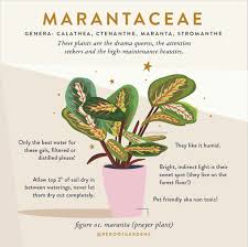 Image result for maranta