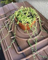 Cactus plants need particular soil because regular plant soil holds too much moisture. String Of Bananas Senecio Radicans Care Propagation Toxicity Succulent Plant Care