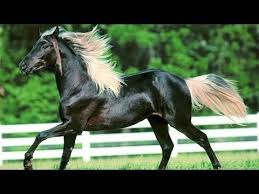Came Back From Extinction 10 Animals That Returned Surprisingly Youtube In 2020 Beautiful Horses Horses Largest Horse Breed