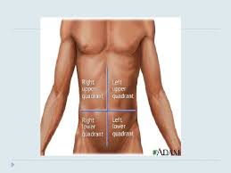 Quadrants abdominal quadrant diagram blank ruq organs 9 abd quadrants anatomy labelled teeth quadrant anatomy anatomy lower right side. Anatomy Physiology Chapter 1 Section 1 Levels Of
