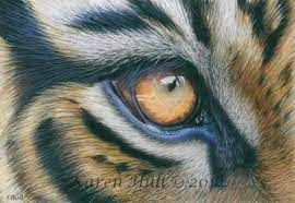 Tiger pencil drawing so im done with the little tiger drawing , found out a new cool way. Easy Drawing Tiger Eye Drawing Colored Pencil