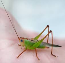 Image result for Erythrocephalum