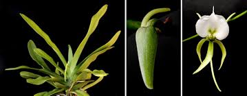 Image result for Angraecum chamaeanthus