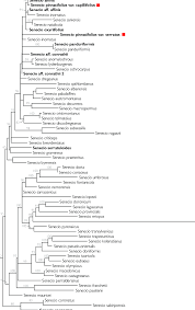 Image result for Senecio subsessilis