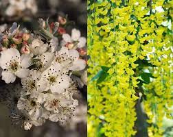 Invest in these varieties now and enjoy your yard! Spring Flowering Trees Best Choices For Uk Gardens Paramount Plants