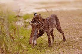 ﻿ de rode lynx heeft een gelige tot roodachtige bruine vacht, met een witte onderzijde. Raar Maar Waar Hoe Groot Zijn De Prooien Van Een Rode Lynx Natgeo Junior