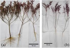 Image result for Suaeda sp. B