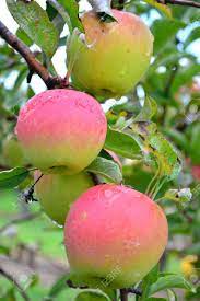 We did not find results for: Honeycrisp Apples This Photo Was Taken At Jonamac Apple Orchard Stock Photo Picture And Royalty Free Image Image 70767194
