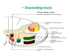 Ascending And Descending Tracts Of Spinal Cord