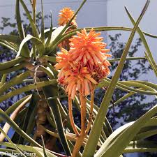 Image result for Aloe barendii
