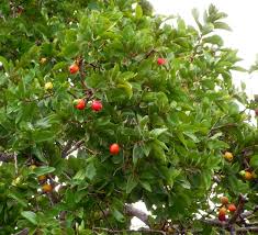 Image result for Anisophylleaceae