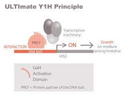 Ultimate Y1h Yeast One Hybrid