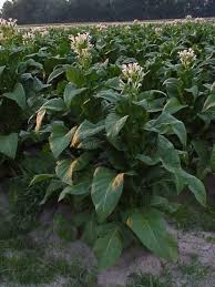 Grow Your Own Tobacco Farm Images Farm Gardens Farm Day