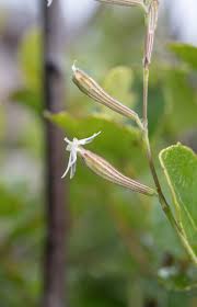 Image result for Silene burchellii