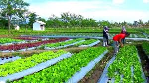 Untuk usaha satu ini memang banyak sekali macamnya, semua kalian semua cukup budidaya tanaman hias yang sering di cari oleh orang seperti tanaman bunga anggrek atau jenis bunga lainnya. 15 Usaha Perkebunan Yang Paling Menguntungkan Terbaru 2021