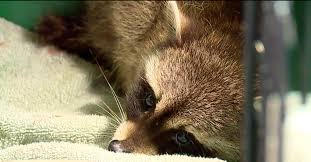 All at the tips of your fingers! Baby Wild Animals For Sale Avian Exotic Animal Clinic