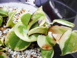 観葉植物の葉っぱが茶色や黒くなった 葉焼けは短時間の日光浴でも起こることがあります