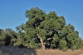 Image result for Quercus suber