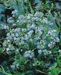 Maybe you would like to learn more about one of these? Water Forget Me Not Seeds Perennial Flower Seeds