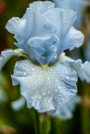 Pin On Exotic Flowers