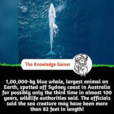 Über 7 millionen englische bücher. 1 00 000 Kg Blue Whale Largest The Knowledge Gainer Facebook