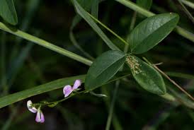 Image result for Galactia striata