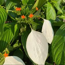 Image result for Mussaenda frondosa