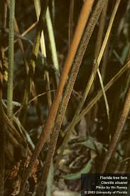 Image result for Ctenitis