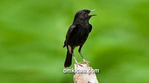 Persebaran burung decu ini berada di asia meliputi. Burung Decu Wulung Tips Memilih Dan Merawat Burung Decu Belang Om Kicau Kicau Kacer Mini Untuk Masteran Dan Pancingan Siang Malam Octavian Berk