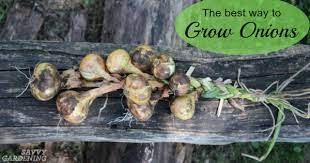 We did not find results for: Why Planting Onion Seeds Is Better Than Planting Sets And How To Do It Right