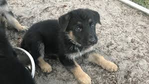 We did not find results for: Be Bright German Shepherds German Shepherd Puppies For Sale In Central Florida German Shepherd Dog Breeder In Eustis Fl