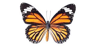 The legs of a butterfly have chemoreceptors on its tarsal segments. Name The Butterfly Parts Proprofs Quiz