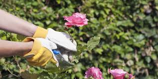 Maybe you would like to learn more about one of these? How To Grow Roses From Cuttings Best Way To Propagate Roses