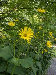 Turnips and mustards should be planted as soon as the soil can be worked in the spring. Silphium Perfoliatum Cup Plant Native Plants Of North America