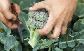 kohl anbauen kohl gemuse gemuse anbauen
