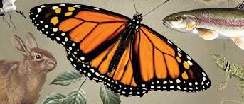 Read about the various wild animals at howstuffworks. Wildlife Guide National Wildlife Federation