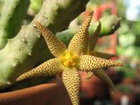 Image result for Piaranthus atrosanguineus