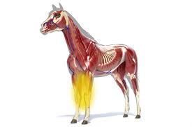 Maybe you would like to learn more about one of these? Ledinflammationer I Frambenen Ridsport