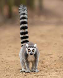 Our Ring Tailed Lemur Honey Looks Ready To Pounce Wmsp Animals Wildlife Nature Wildlifephotography Naturephotography Amazingan Lemur Safari Park Save Animals