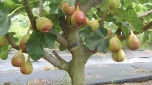 Ibg,taiwan golden fig,matsui dauphine a,brazilian xp, super jumbo, super red hybrid harga anak pokok buah tin : Budidaya Buah Tin Untuk Usaha Sampingan Di Lahan Sempit Youtube